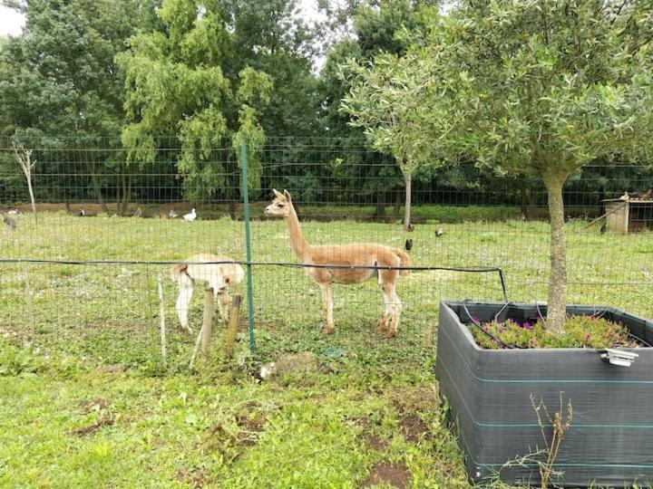 Belle Maison Du Quercy Septfonds エクステリア 写真